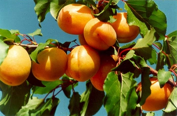 Kayısı Yağı Zararları